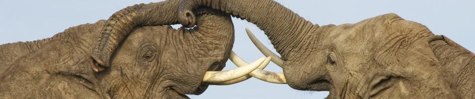 Rekero Elephants